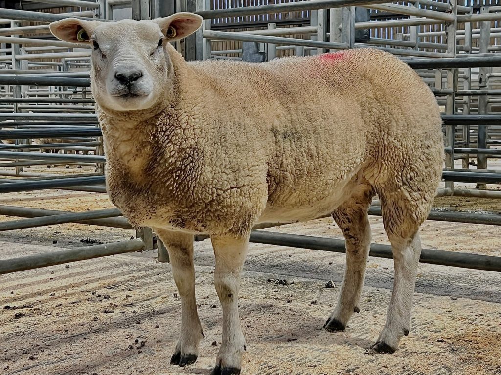 Store Cattle & Store Sheep - Hexham and Northern Marts